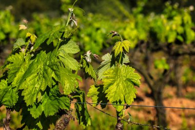 Geleneksel Akdeniz üzüm bağları. Üzüm buharı. Üzüm bağları olan bir manzara. Garraf, Barselona ili, Katalonya