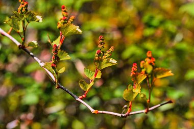 Üzüm bağında sıra sıra şarap ve üzüm filizleri. İspanya 'da üzüm tarlası, şarap üzümü...