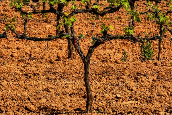 Oude Druivenstoom Landschap Met Wijngaarden Garraf Provincie Barcelona Catalonië — Stockfoto