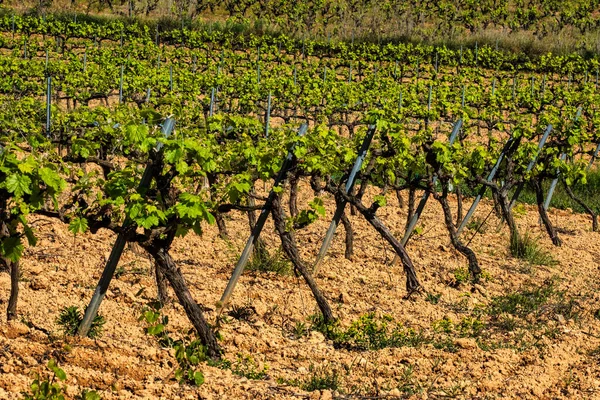Old Grape Vine Steam Landscape Vineyards Garraf Province Barcelona Catalonia — стокове фото