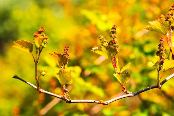 Druivenplant Nieuwe Wijndruivenoogst Catalonië Spanje Wijngaard Close — Stockfoto