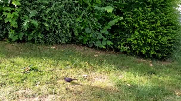 Turdus Merula Also Called Eurasian Blackbird Young Adult Turdus Merula — Stock Video