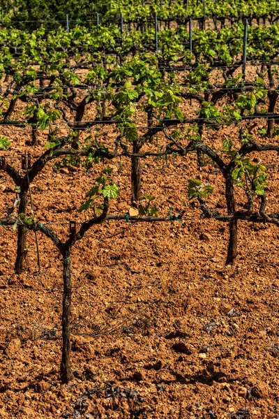 Traditional Mediterranean Vineyards Grape Vine Steam Landscape Vineyards Garraf Province — Stock Photo, Image