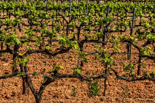 伝統的な地中海のブドウ畑 ブドウのスチーム ブドウ畑の風景について ガラフ バルセロナ カタルーニャ — ストック写真