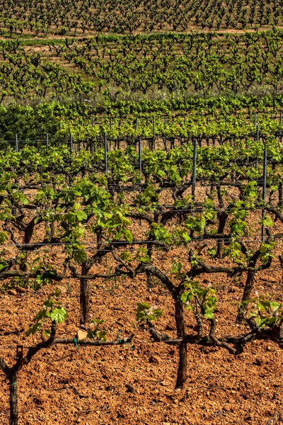 Traditionele Mediterrane Wijngaarden Druivenstoom Landschap Met Wijngaarden Garraf Provincie Barcelona — Stockfoto