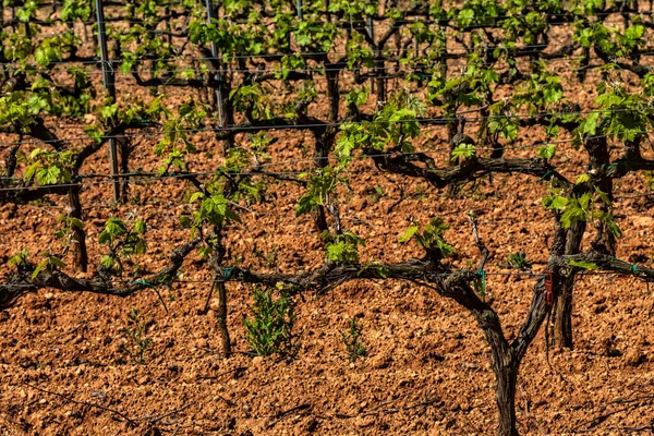Traditionele Mediterrane Wijngaarden Druivenstoom Landschap Met Wijngaarden Garraf Provincie Barcelona — Stockfoto