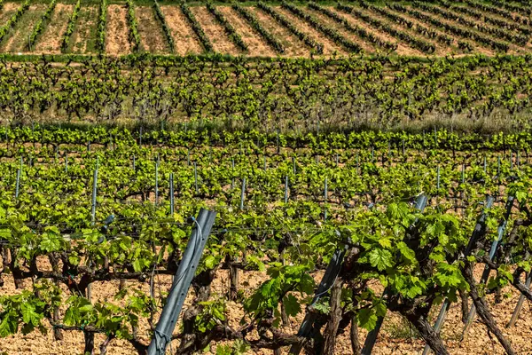 Druivenstoom Landschap Met Wijngaarden Garraf Provincie Barcelona Catalonië — Stockfoto