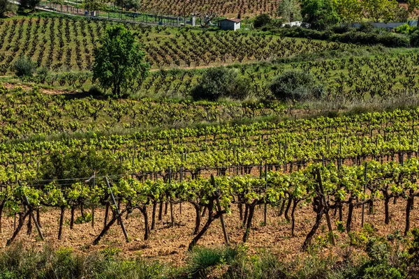 Traditionelle Mediterrane Weinberge Traubendampf Landschaft Mit Weinbergen Garraf Provinz Barcelona — Stockfoto