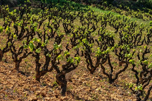 Old Grape Vine Steam Landscape Vineyards Garraf Province Barcelona Catalonia — ストック写真