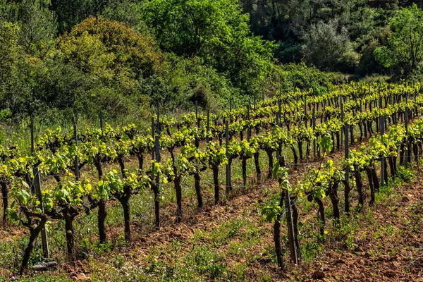 Alte Weinreben Dampfen Landschaft Mit Weinbergen Garraf Provinz Barcelona Katalonien — Stockfoto