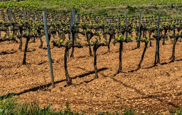 Old Grape Vine Steam Landscape Vineyards Garraf Province Barcelona Catalonia — Fotografia de Stock