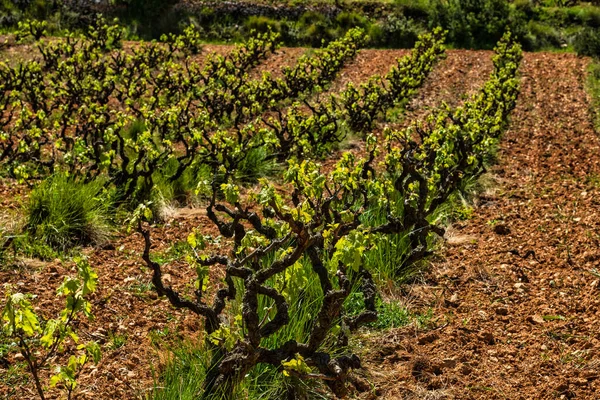 Oude Druivenstoom Landschap Met Wijngaarden Garraf Provincie Barcelona Catalonië — Stockfoto