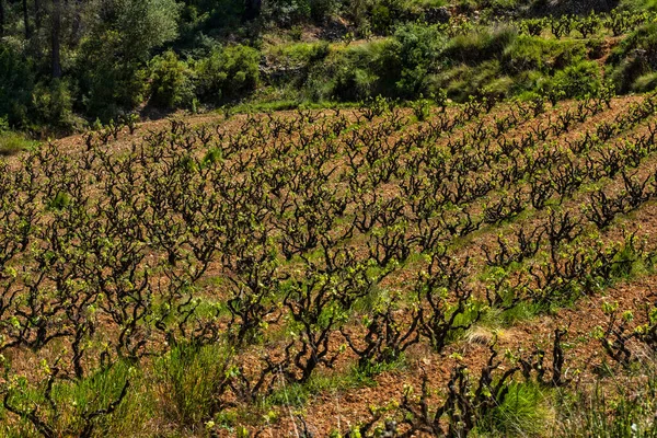 Пара Виноградної Лози Пейзаж Виноградниками Гараф Провінція Барселона Каталонія — стокове фото