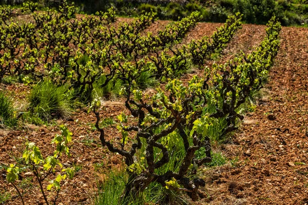 Old Grape Vine Steam Landscape Vineyards Garraf Province Barcelona Catalonia — ストック写真