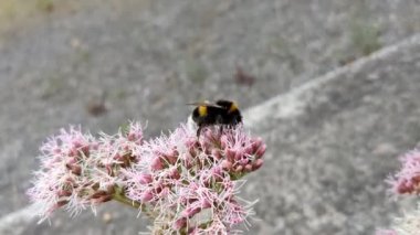 Yaban arısı bir yaz günü bir bitkide polen toplar. Vahşi kenevir tarımı (Eupatorium cannabinum)