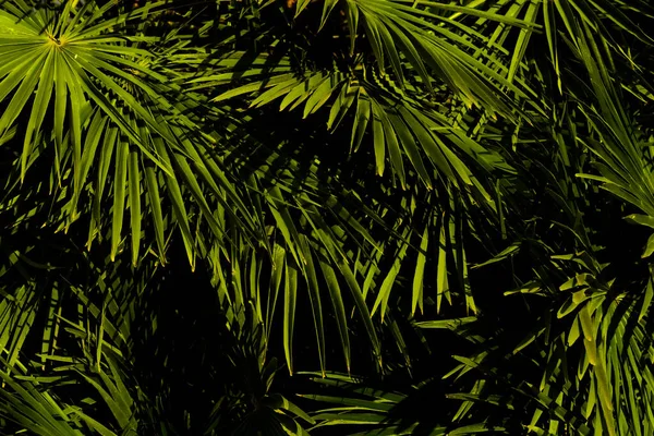 Zielone Liście Palmy Tło — Zdjęcie stockowe