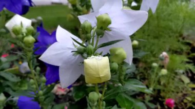 Beyaz çan çiçeği. Platycodon grandiflorus. Yapraklar sanki birer yıldızmış gibi çiçek açmış.