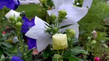 Beyaz çan çiçeği. Platycodon grandiflorus. Yapraklar sanki birer yıldızmış gibi çiçek açmış.