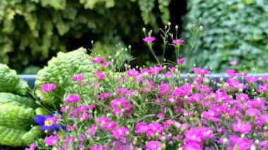 Tencerede biraz çingene pembesi var. İlk görüşte aşkın çiçeği ve ayrıca samimiyet ve saflığı da iletir..