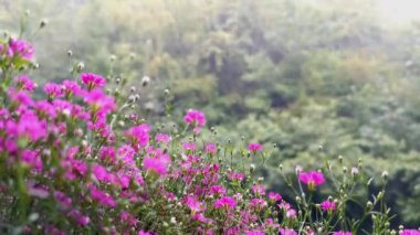 Bulanık yeşil bir arka planda, yağmurlu bir yaz gününde küçük pembe çingene çiçekleri. Çiçek arkaplan. Ev bahçesi, bitki bakımı. Balkon çiçekleri. 