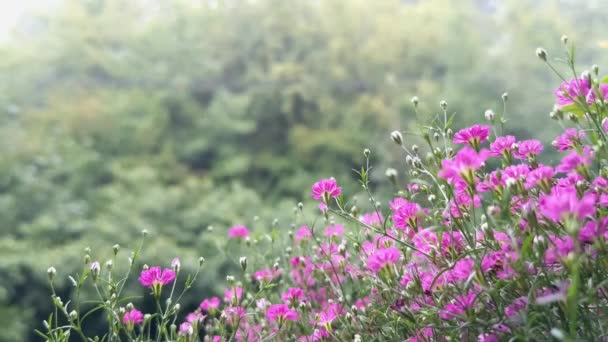 Gypsophila Paniculata Pink Дихання Дитини Цвіте Розмитим Природним Фоном Квітковий — стокове відео