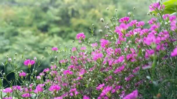 Małe Różowe Kwiaty Gypsophila Rozmytym Zielonym Tle Deszczowy Letni Dzień — Wideo stockowe