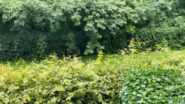 Ormanda yeşil yapraklar