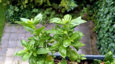 Balkonda septte fesleğen. Yeşillikli sepet. Balkondaki bahçe..