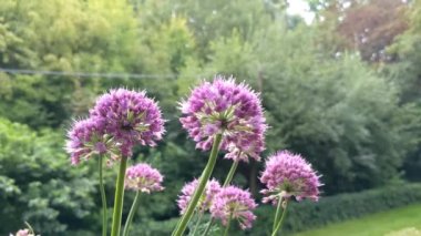 Bir Allium çiçeğinin (Allium lusitanicum) çiçek başı ve bir Hornet uçan sineği (Volucella zonaria) taklit eder.)