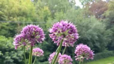 Alman sarımsağı (Allium senescens) yenilebilir ittifaklar