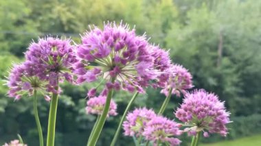 Allium senescens, genellikle yaz bahçesinde yaşlanan soğan çiçeği olarak bilinir.
