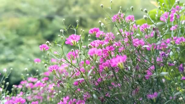 Små Rosa Blommor Gypsophila Suddig Grön Bakgrund — Stockvideo