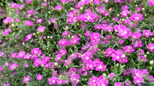 Piccoli Fiori Rosa Gypsophila Uno Sfondo Verde Sfocato — Video Stock