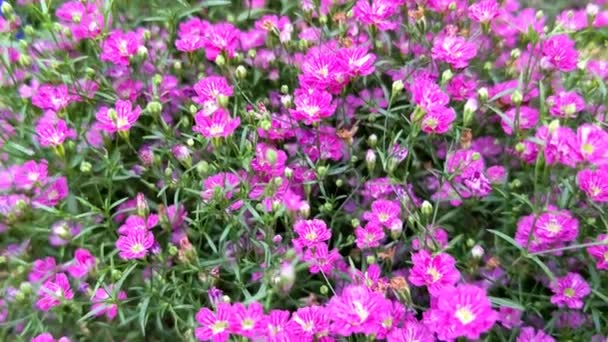 Pequeñas Flores Rosadas Gypsophila Sobre Fondo Verde Borroso — Vídeo de stock