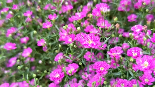 Malé Růžové Květy Gypsophily Rozmazaném Zeleném Pozadí — Stock video
