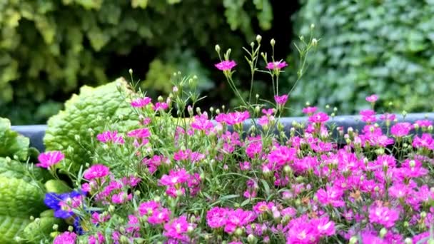Pequeñas Flores Rosadas Gypsophila Sobre Fondo Verde Borroso — Vídeo de stock