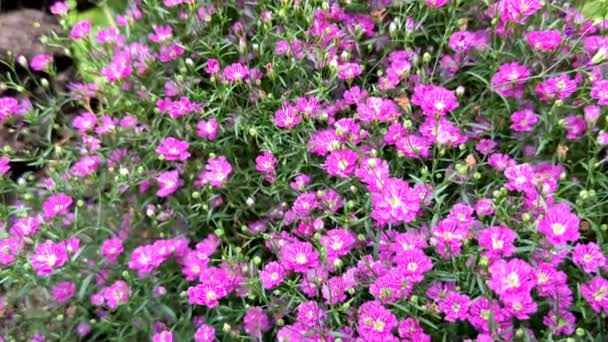 Маленькі Рожеві Квіти Гіпсофіли Розмитому Зеленому Тлі — стокове відео