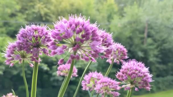 Allium Senescens Κοινώς Ονομάζεται Γερασμένη Κυψέλη Ανθίζοντας Φυτό Στον Καλοκαιρινό — Αρχείο Βίντεο