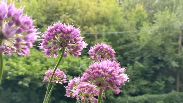 Allium Senescens Allgemein Als Alternde Schnittlauch Blühpflanze Sommergarten Bezeichnet — Stockvideo