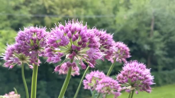 Μωβ Άνθη Του Allium Senescens — Αρχείο Βίντεο