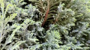 ChamaecyParis Lawsoniana 'nın yeşili