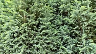 Lawsons Cypress Ivonne - Latince adı Chamaecyparis lawsoniana Ivonne. Evergreen ağaçları