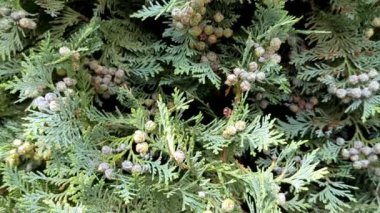 Lawsons Cypress Ivonne - Latince adı Chamaecyparis lawsoniana Ivonne. Evergreen ağaçları