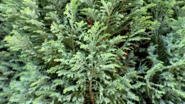 ChamaecyParis Lawsoniana 'nın yeşili