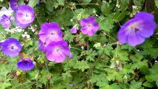 Geránium Lila Virág Kertben Egy Napsütéses Napon Kerti Virág Háttér — Stock videók
