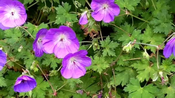 Flores Púrpuras Geranio Wallichianum — Vídeo de stock