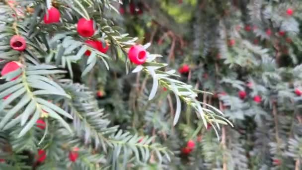 Yew Tree Taxus Baccata Kırmızı Böğürtlenli Güzel Porsuk Ağacı — Stok video
