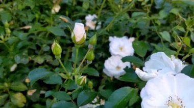 Baharda beyaz güller