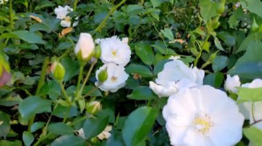 Baharda beyaz güller