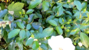 Baharda beyaz güller